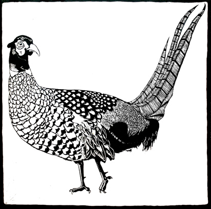 black and white pheasant